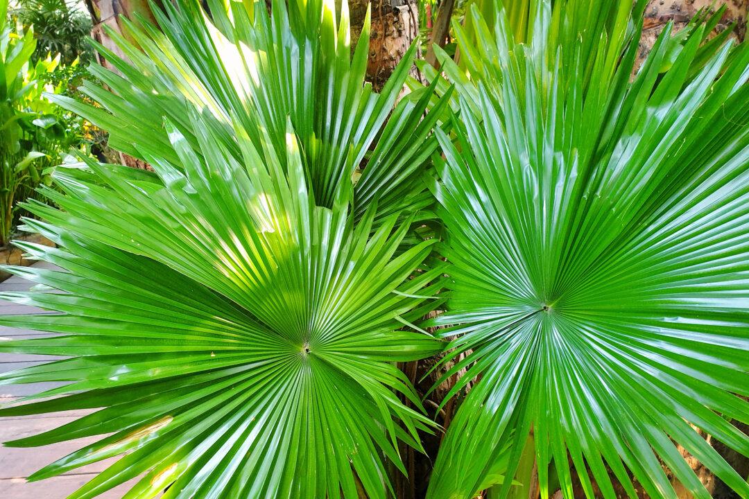 Saw Palmetto—A Possible Herbal Treatment for Various Health Conditions