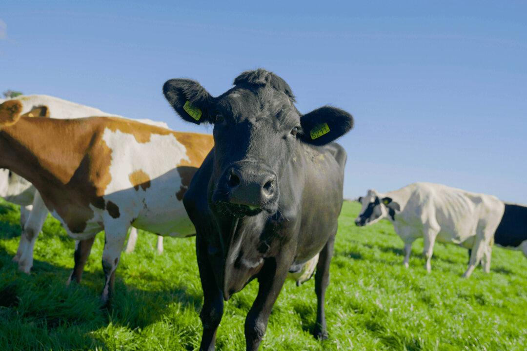 EU Backs Controversial Dutch Plans to Shut Down Farms in Bid to Reduce Nitrogen Emissions
