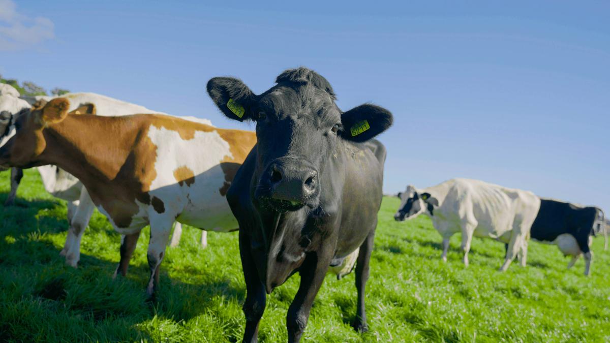 EU Backs Controversial Dutch Plans to Shut Down Farms in Bid to Reduce Nitrogen Emissions