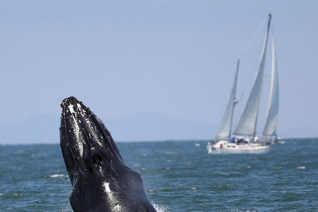 Marine Parks Not Whale Safe Havens
