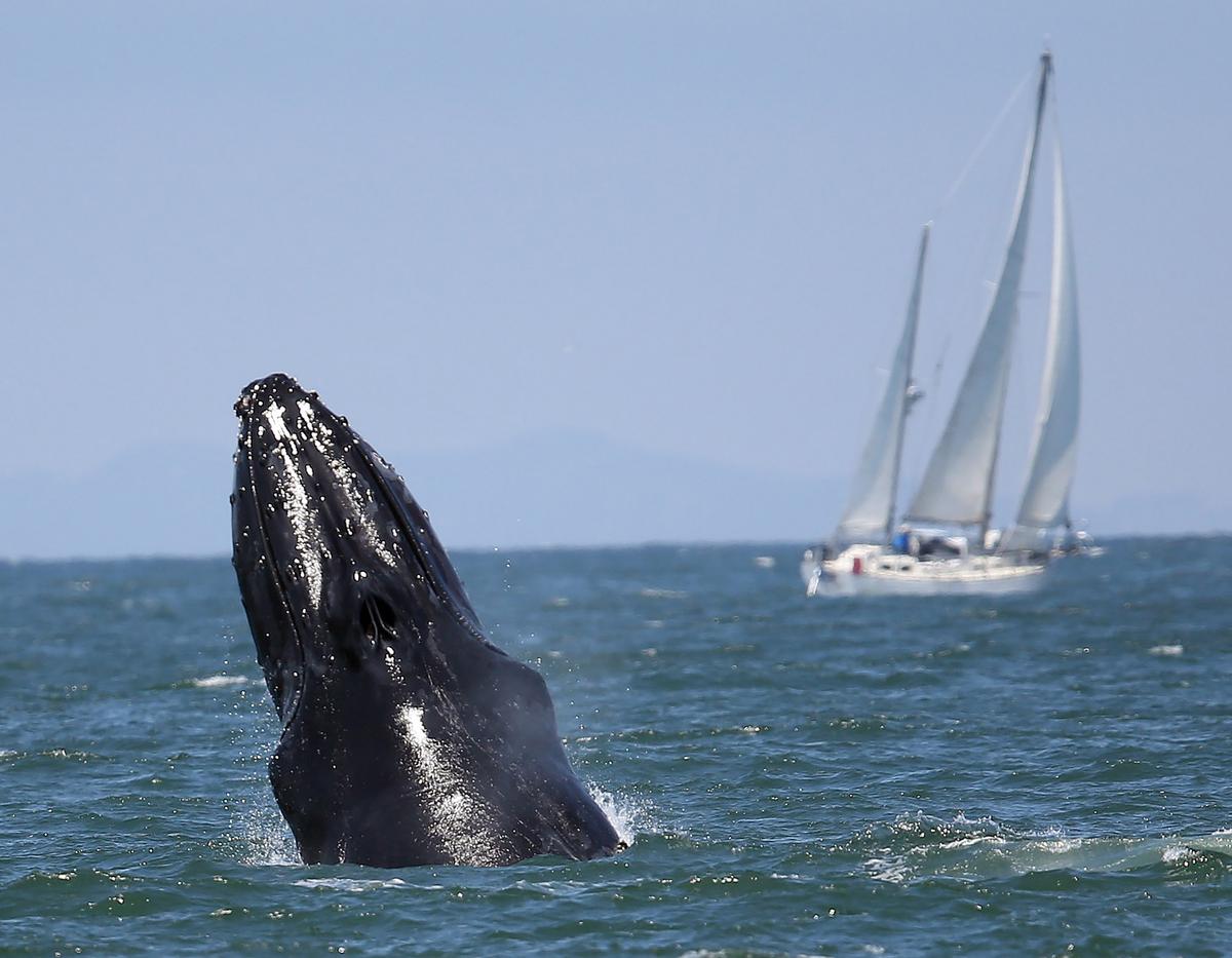 Whales Are Swarming Off of San Francisco–Here’s Where to See Them