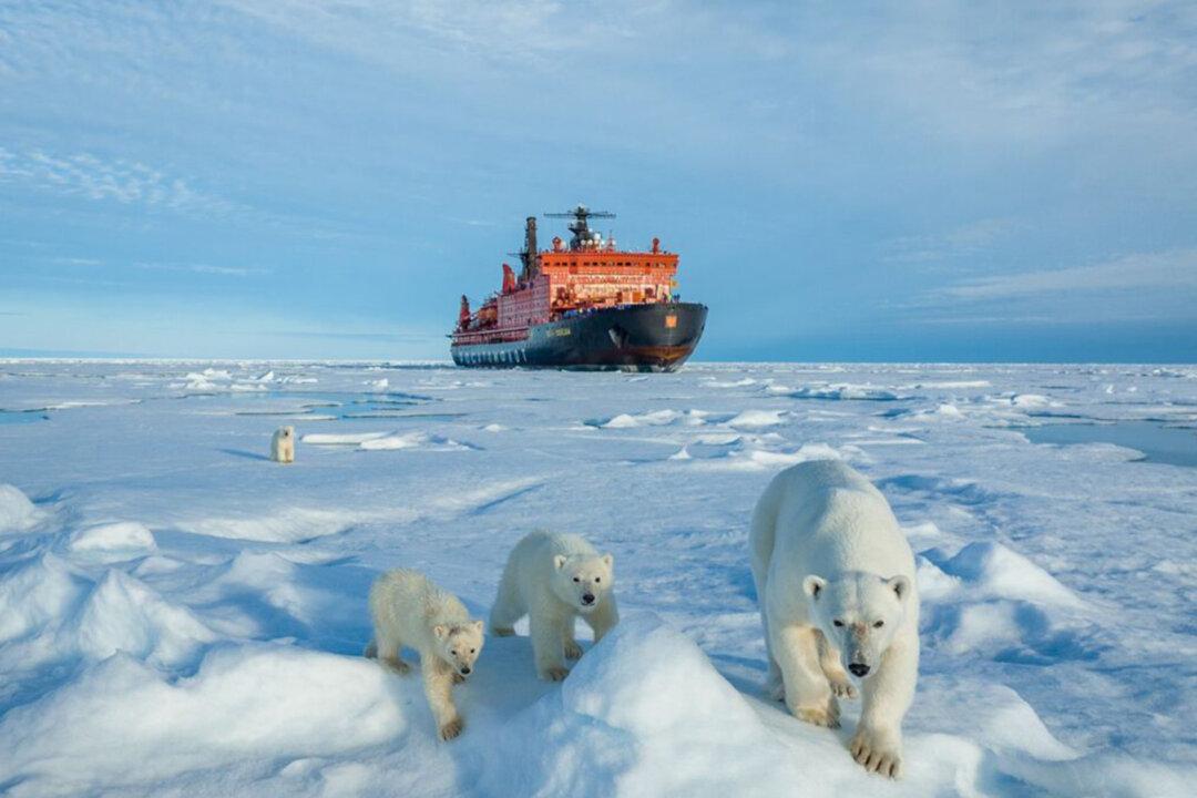 ‘A Home Divided’: Exclusive Photos of a Mama Polar Bear With Her 3 Cubs at the North Pole