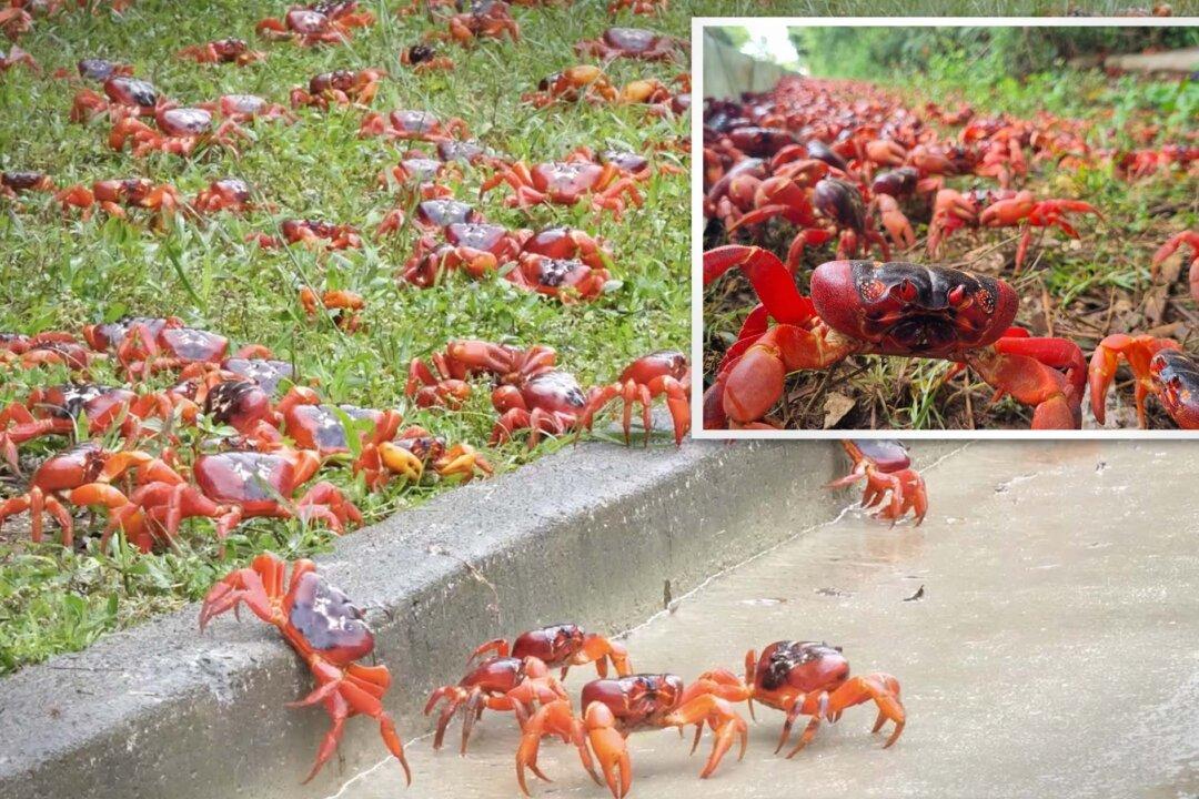 Millions of Red Crabs Create River of Red as They Begin Annual Migration Across Christmas Island to the Sea