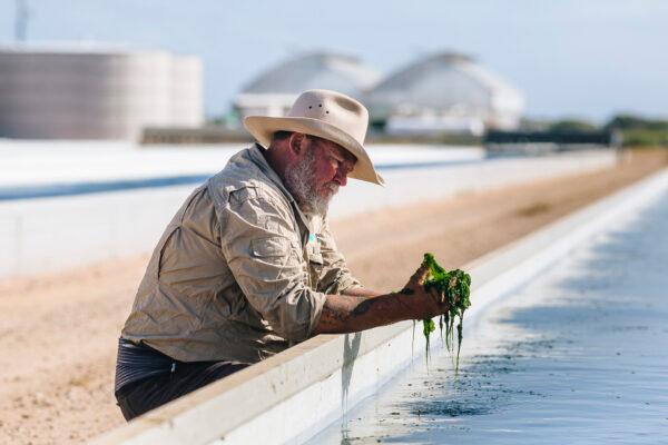 The RegenAqua technology uses macroalgae to remove harmful nutrients from wastewater. (supplied)
