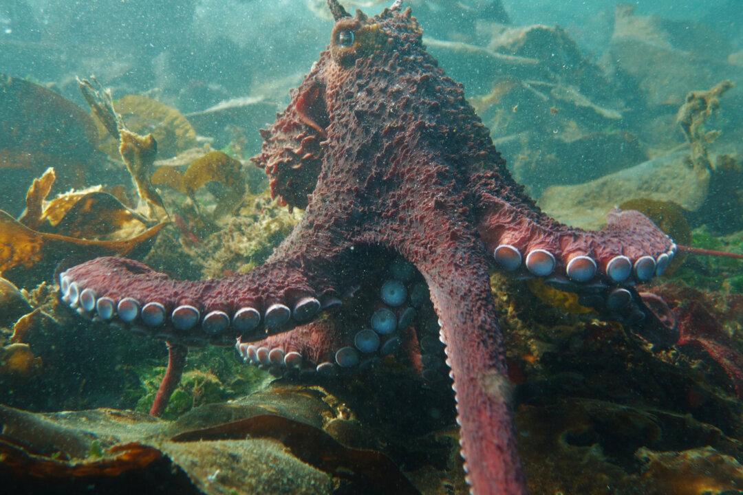 ‘It Was Incredible’: Diver Records 40-Minute Close Encounter With a Giant Pacific Octopus