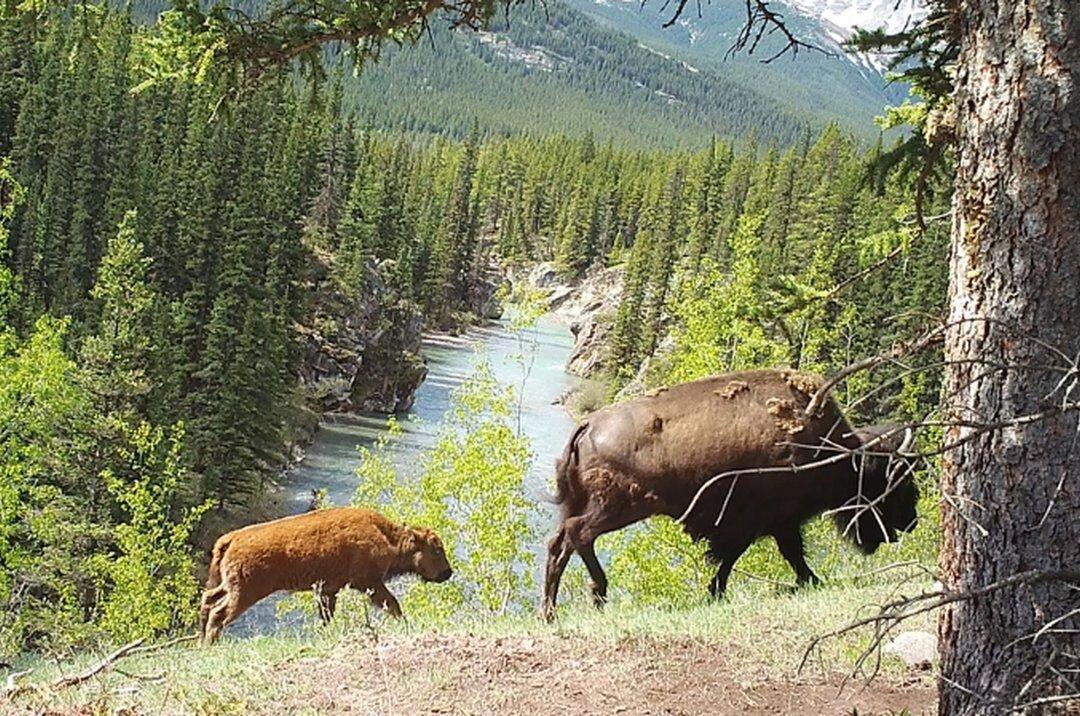 Banff National Park Considers Next Steps for Bison Herd Reintroduced Into Backcountry