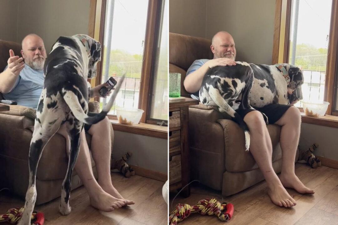 Hilarious Great Dane Weighs a Whopping 170 Pounds but Insists That He’s a Lap Dog