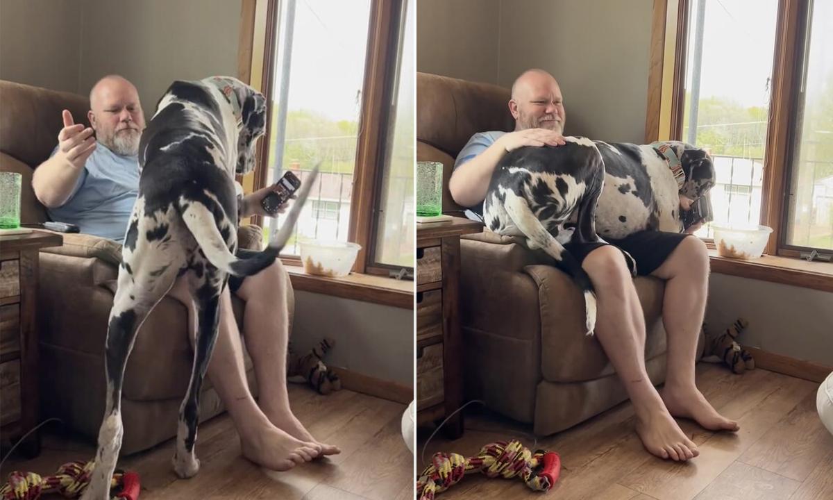 Hilarious Great Dane Weighs a Whopping 170 Pounds but Insists That He’s a Lap Dog