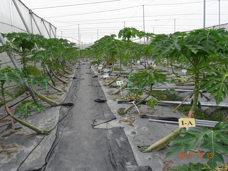 Biopesticide from Luminescent Bacteria Safely Targets Common Agricultural Pests: Taiwanese Researchers