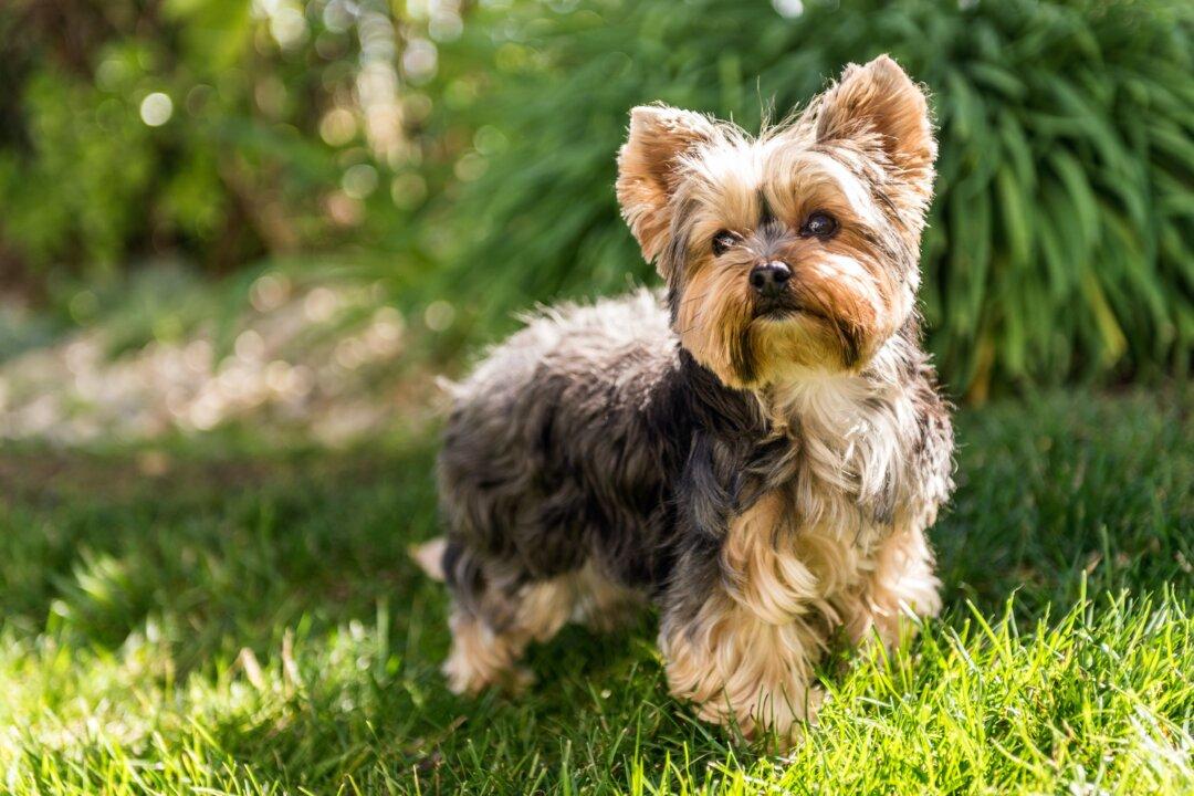Everything You Should Know About Yorkies