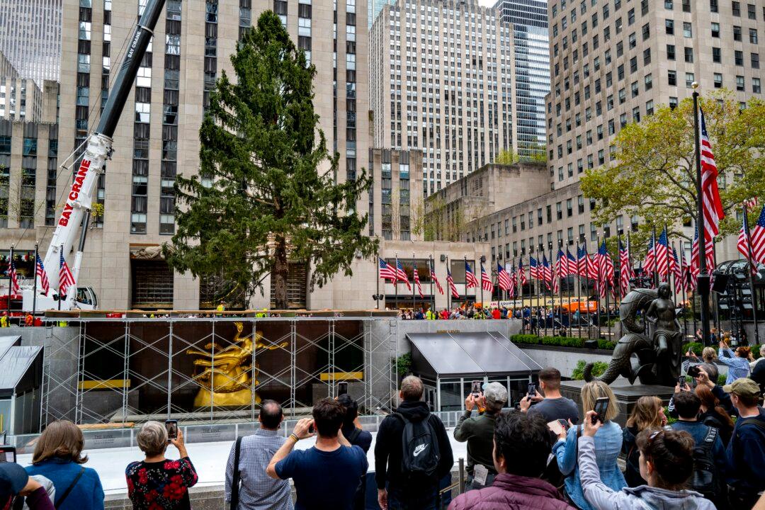 Holiday Arrival: Rockefeller Tree Ushers in Christmas Season
