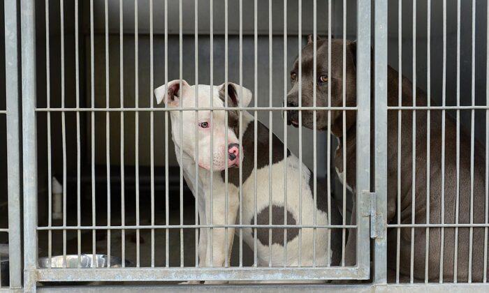 51,000 Dogs Euthanized Across US Amid Increasing Shelter Intake: Report