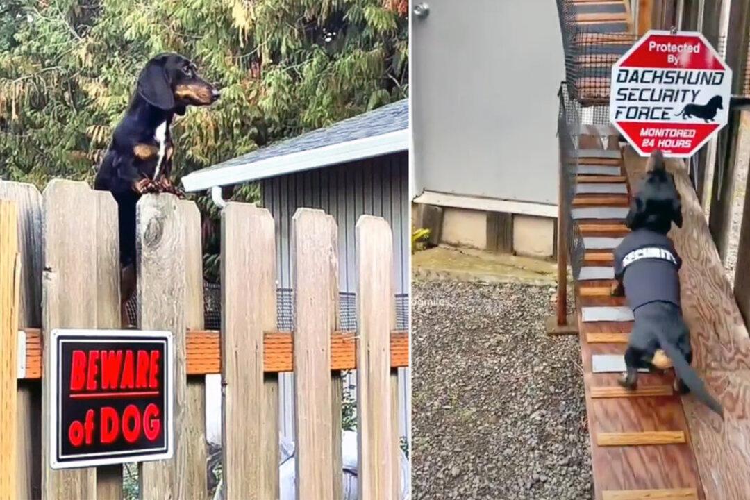 VIDEO: Cute Sausage Dog Loves Guarding His Home, So Owners Build Him His Own Cool Ramp