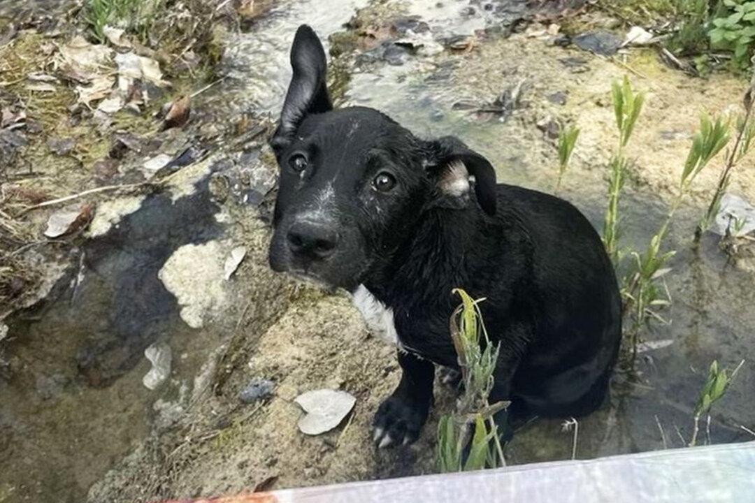 Sick Puppy Found Floating in a Box on a Texas River Gets Adopted
