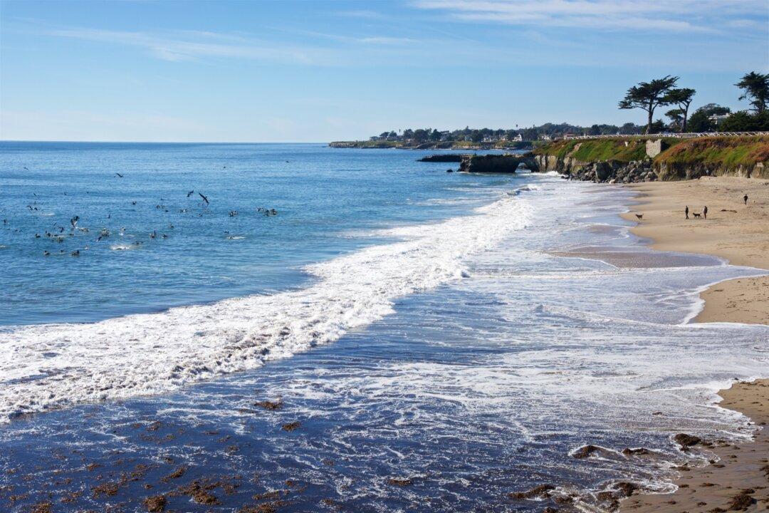 Arches, Beaches, and Butterflies in Santa Cruz, California