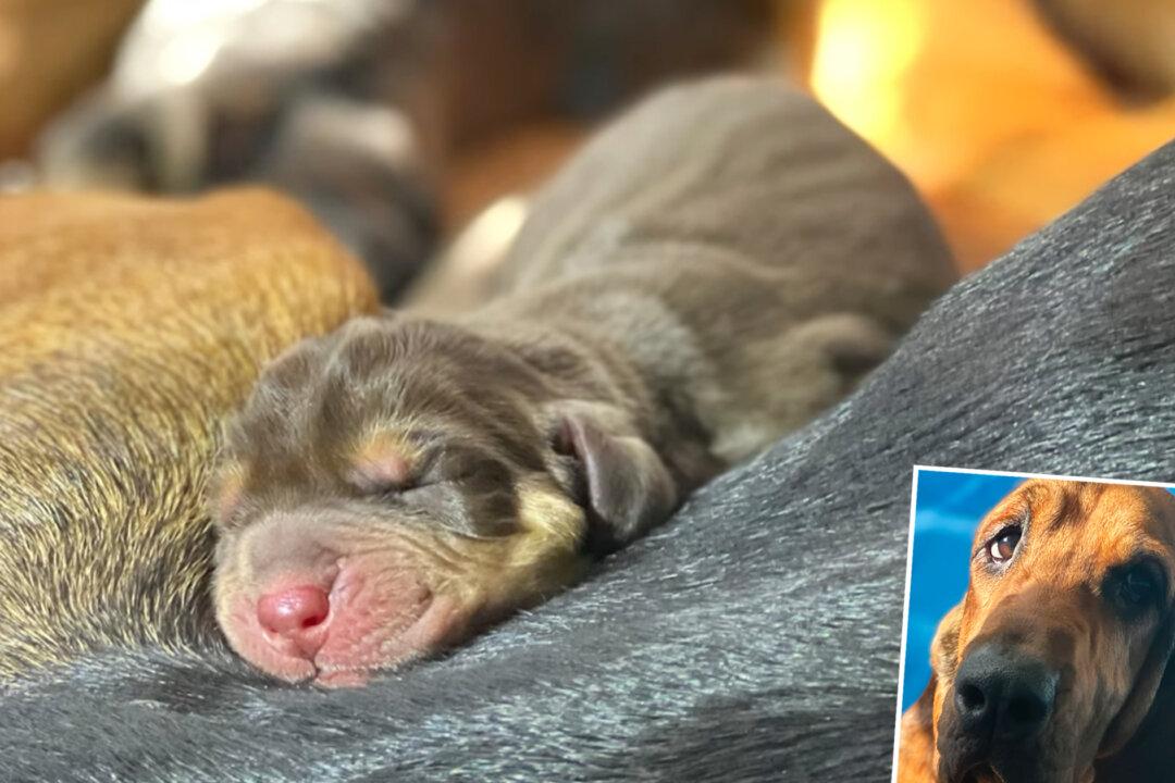 ‘10 Best Looking Deputies’: Brevard County Sheriff’s Office K-9 Gives Birth to a Litter of Puppies