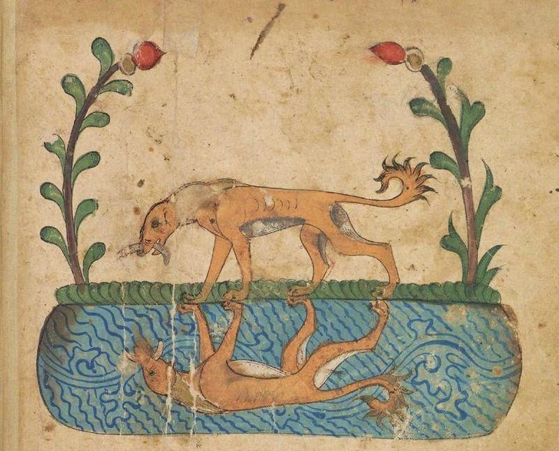 Aesop’s ‘The Dog and His Reflection’: Gratitude and Generosity Are Antidotes to Greed