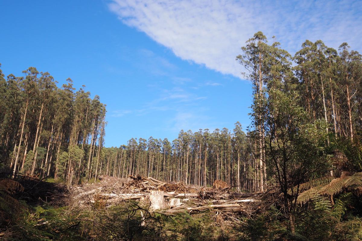 Paper Could be in Short Supply After Environmental Court Order Hamstrings Aussie Logging Activity