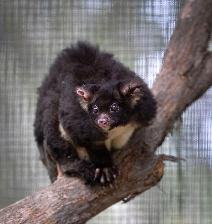 Drone Buzz Over Australian State Forests, No Worries for Gliders