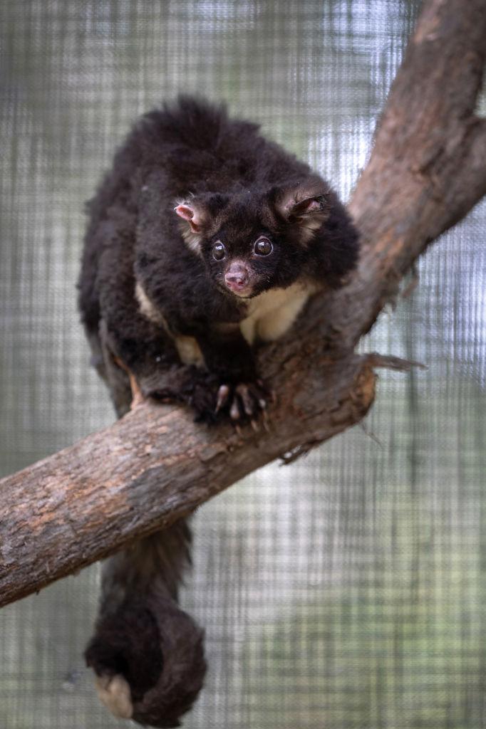 Drone Buzz Over Australian State Forests, No Worries for Gliders