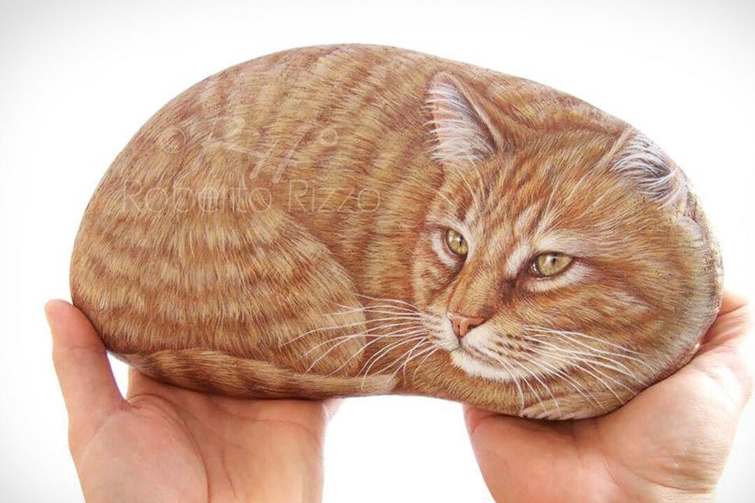 PHOTOS: Artist Paints Realistic Animal Portraits With Uncanny Accuracy on Rocks