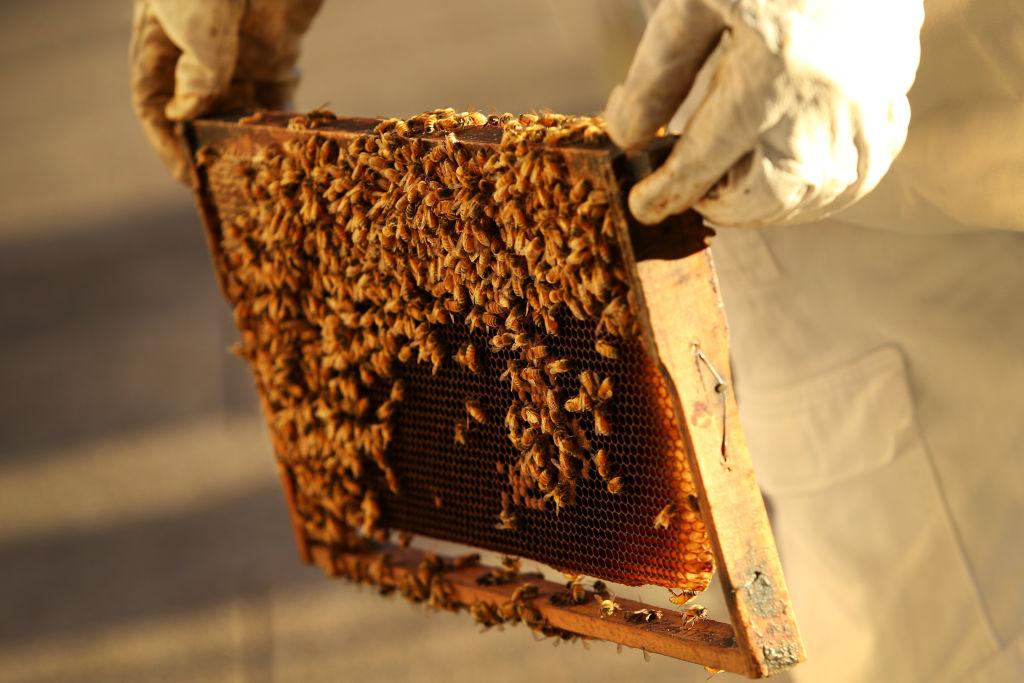 Australia Ramps up Bee Eradication as Varroa Mite Infestation Grows