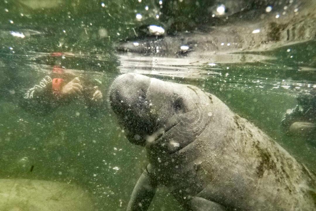 How to Swim With the Manatees of Florida’s Crystal River