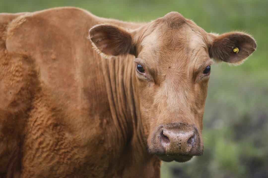 Four Cows Have Been Captured in a Small Quebec Town After Months on the Loose