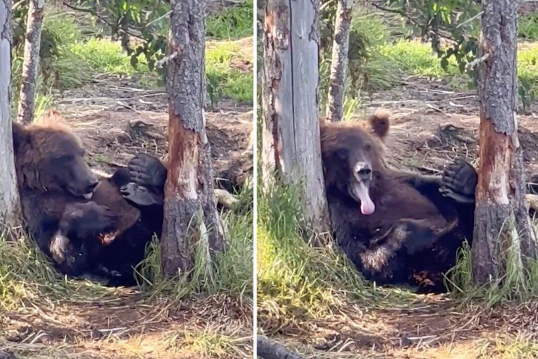 VIDEO: Cute, Lazy Bear Cub Lounges in the Trees, Waiting for Mom While She Fishes