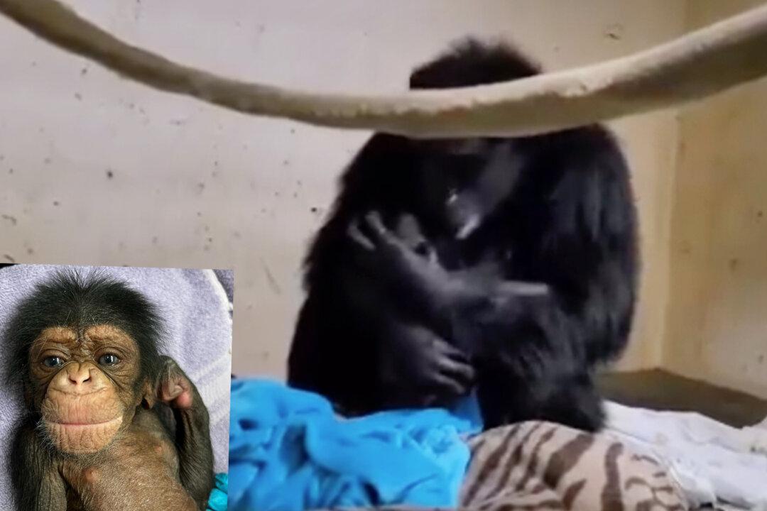 Video Captures Mama Chimpanzee’s Emotional Reunion With Her Baby 2 Days After Emergency C-Section