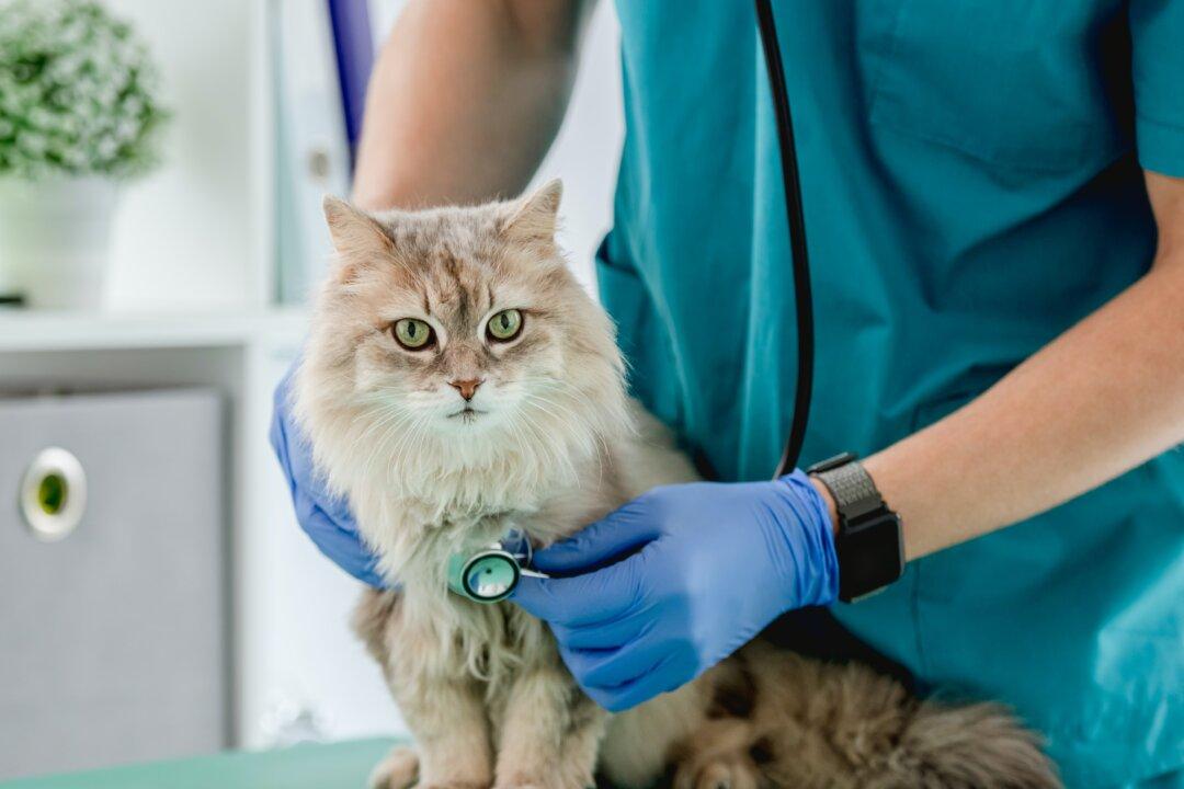 Anti-Anxiety Medication Helps Cat Relax at Animal Hospital