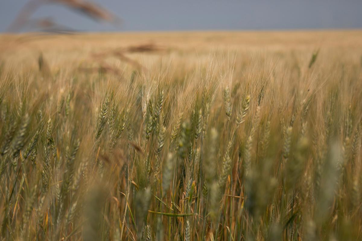 ‘It’s Severe’: Parts of Alberta and Saskatchewan Hammered by Drought