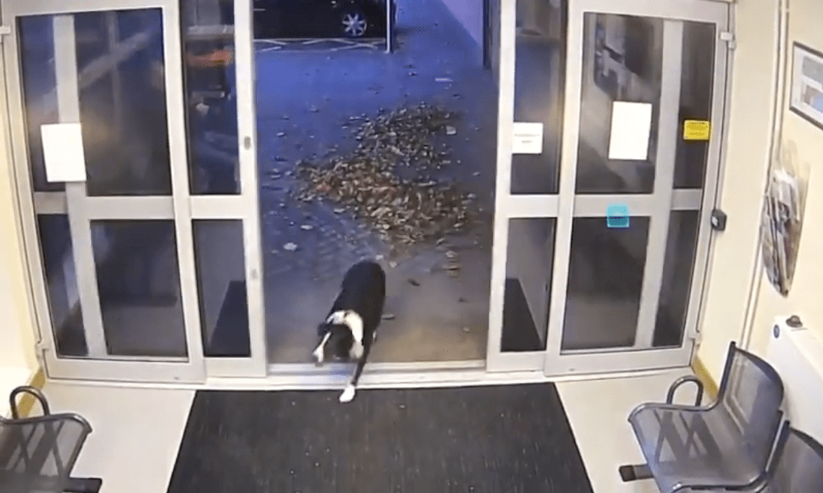 Rosie walks into Loughborough Police Station. (Courtesy of <a href="https://www.leics.police.uk/">Leicestershire Police</a>)