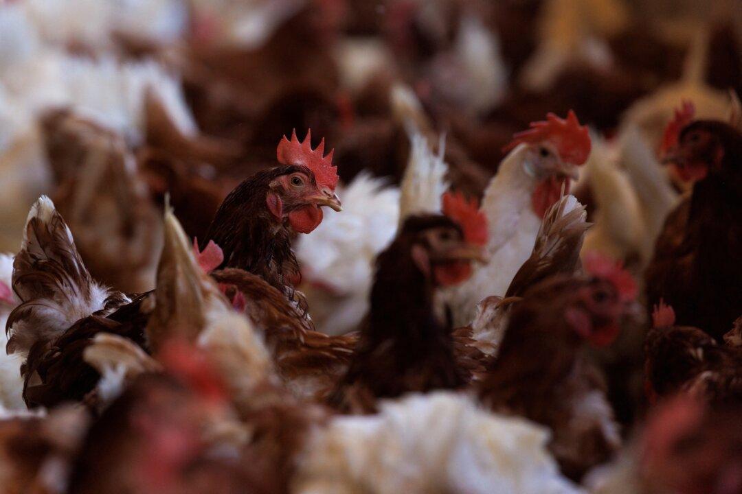 Avian Flu Outbreak Wipes out 50.54 Million US Birds, a Record