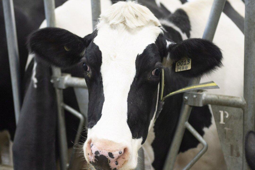 Don’t Have a Cow: Senator’s Legen-Dairy Speech Draws Metaphor From Bovine Caper