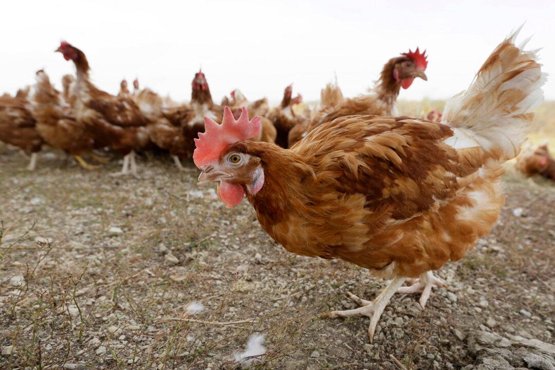 1.2 Million Chickens Will Be Culled at Iowa Farm Where Bird Flu Was Found