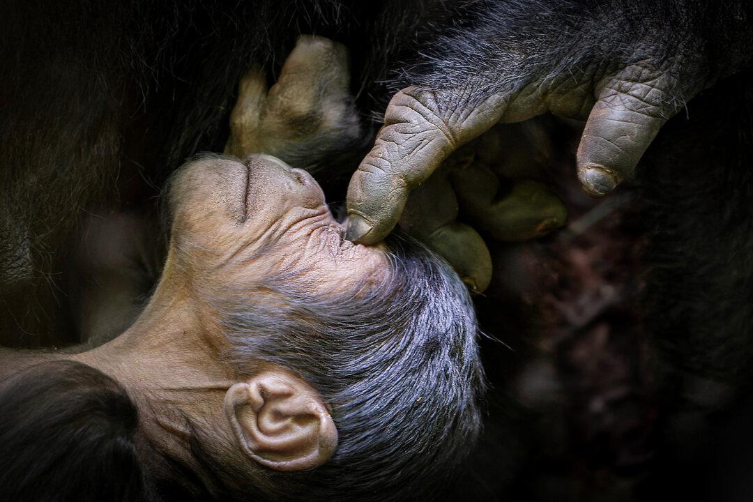 2022 Safari Photographer of the Year Winners Revealed—Tender Titans, Tribespeople, Surreal Landscapes