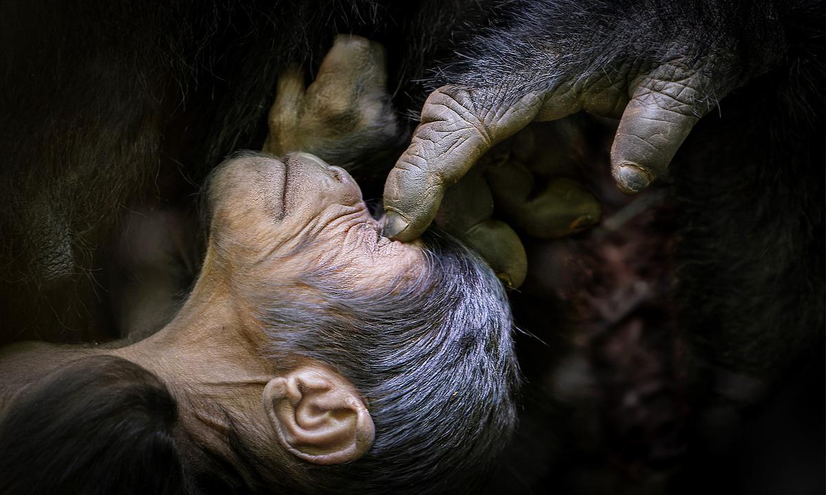 2022 Safari Photographer of the Year Winners Revealed—Tender Titans, Tribespeople, Surreal Landscapes