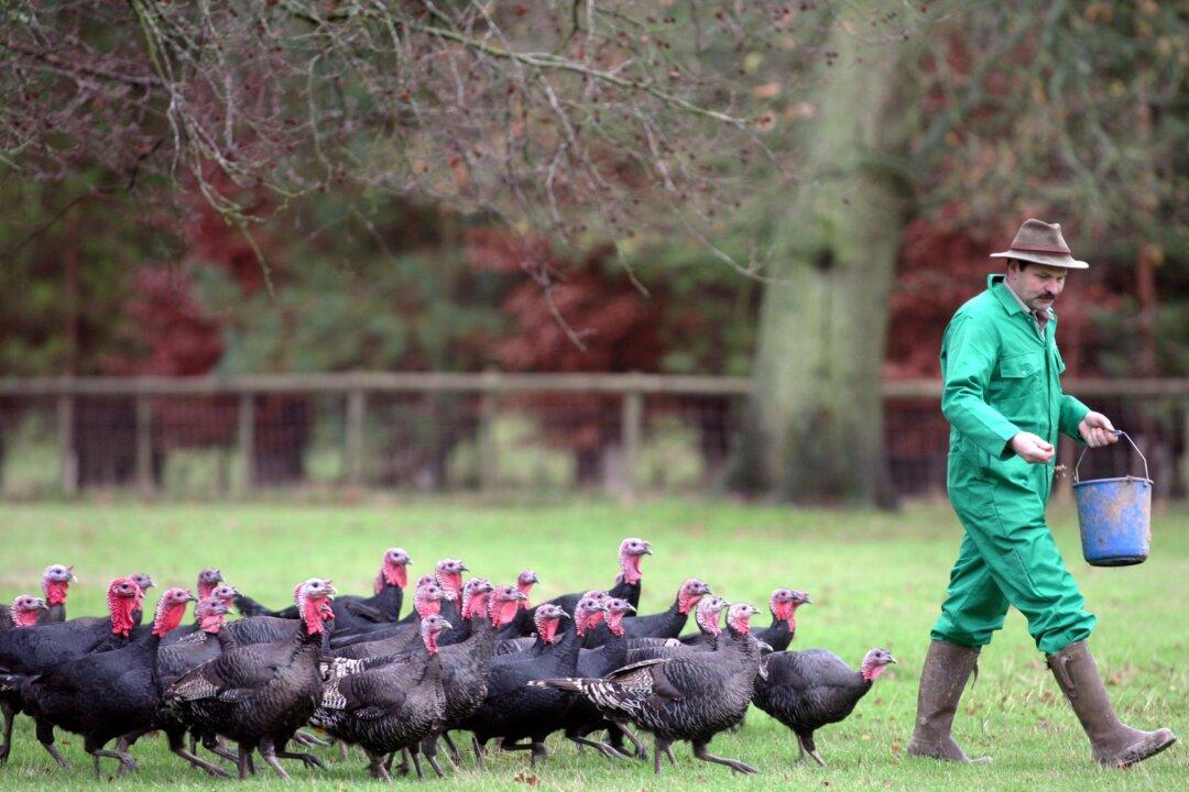 Bird Flu Wipes out Half of UK’s Christmas Free-Range Turkeys