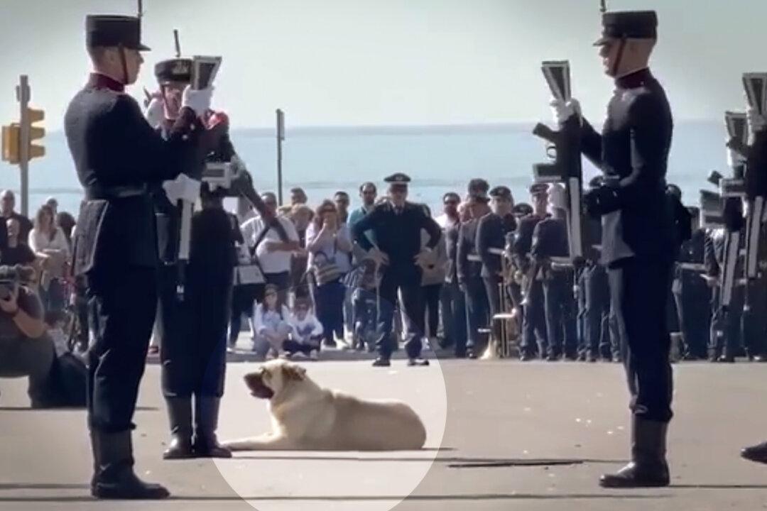 VIDEO: ‘It’s the Laziest Dog in the City’—Dog Takes Nap in the Middle of Army Parade