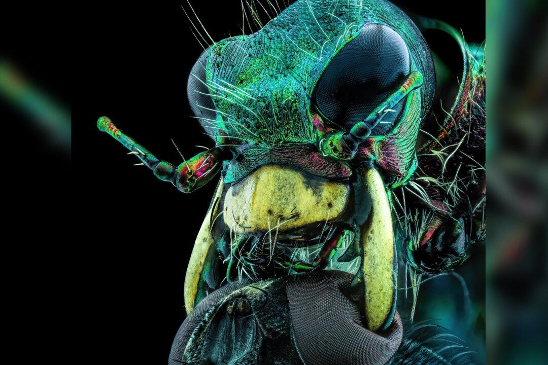 A World Under the Microscope: Nikon Reveals Winners of Small World 2022 Photomicrography Awards