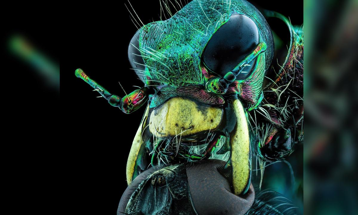 A World Under the Microscope: Nikon Reveals Winners of Small World 2022 Photomicrography Awards