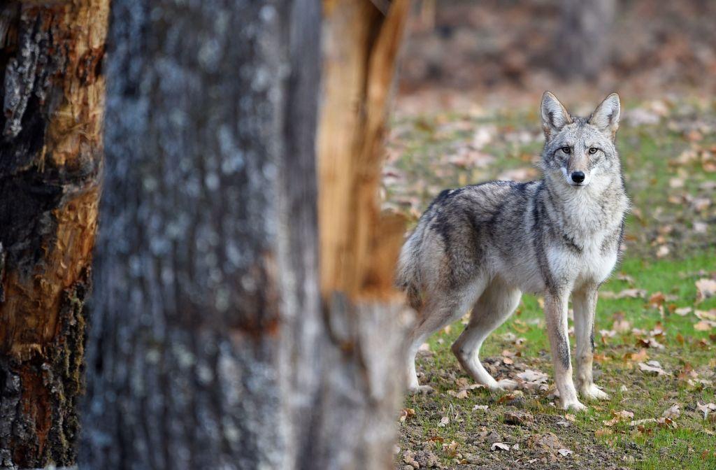 Coyote Attacked Toddler Outside Los Angeles Home