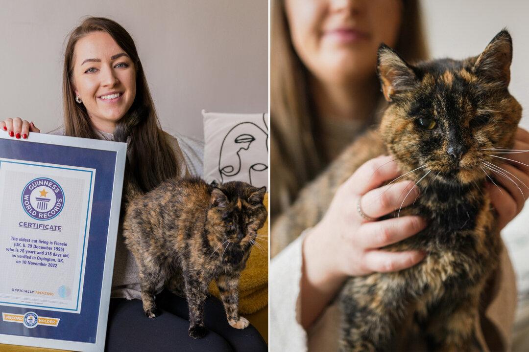 Oldest Living Cat ‘Flossie’ Earns Guinness World Record at 26, Which Is Equal to 120 Human Years