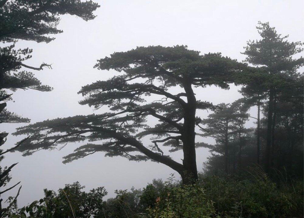 HK University Study Finds Older Trees Are More Drought Resistant