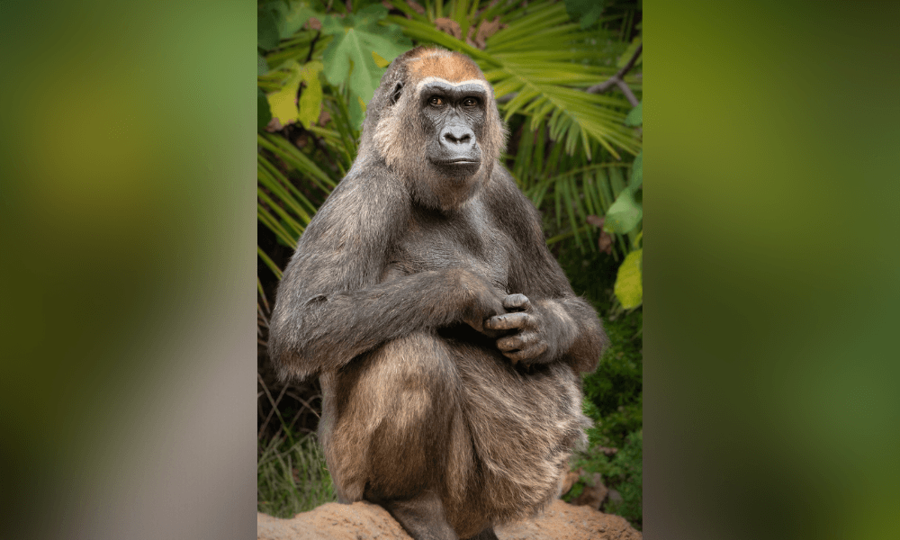 Evelyn, LA Zoo’s Oldest Gorilla, is Euthanized at Age 46