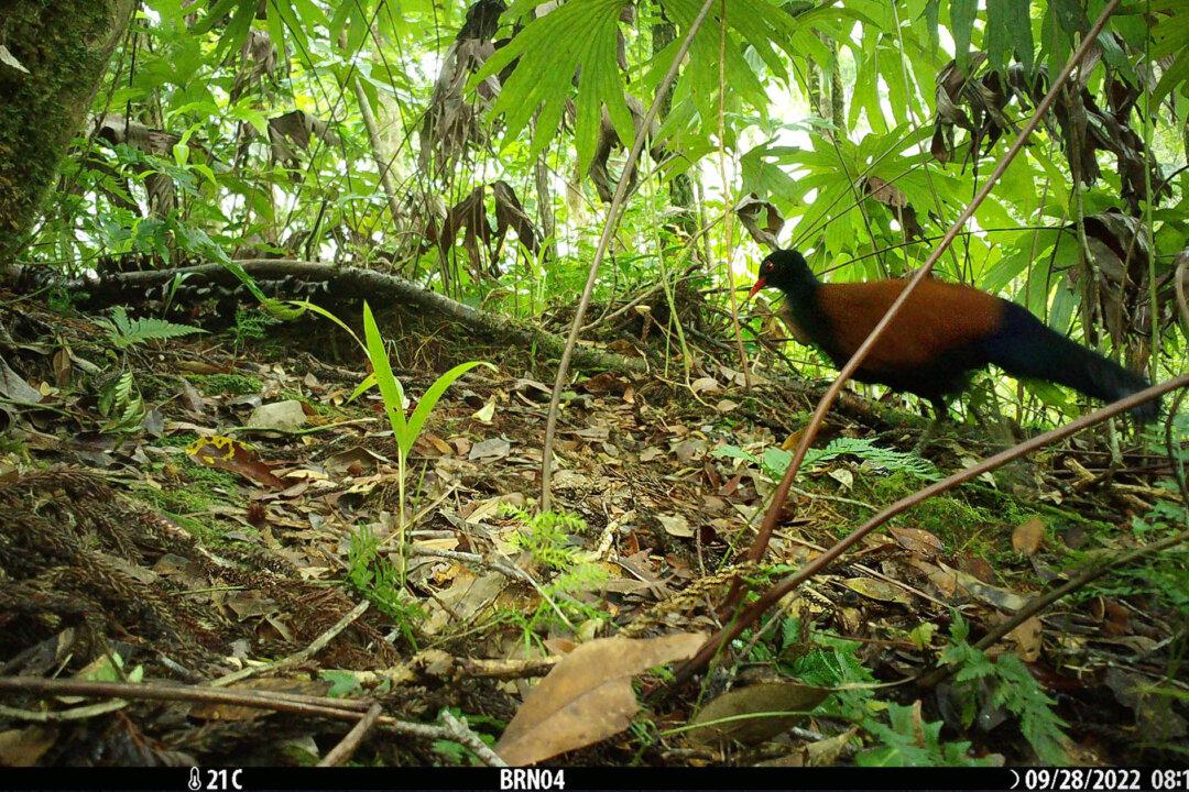 VIDEO: Exotic Multi-Colored Pigeon Caught on Camera for the First Time in 140 Years in Papua New Guinea