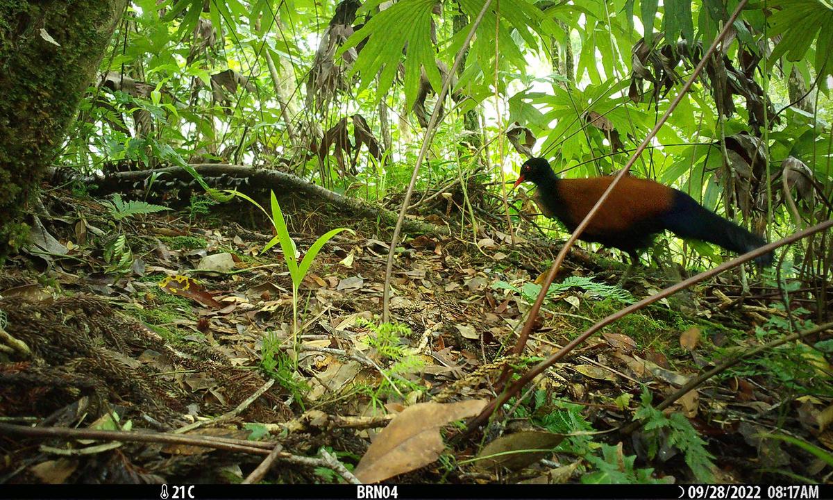 VIDEO: Exotic Multi-Colored Pigeon Caught on Camera for the First Time in 140 Years in Papua New Guinea