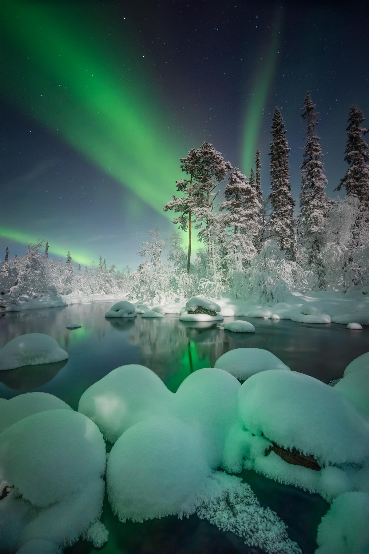 "Magical Forest" by Elena Ermolina. (Courtesy of Elena Ermolina)