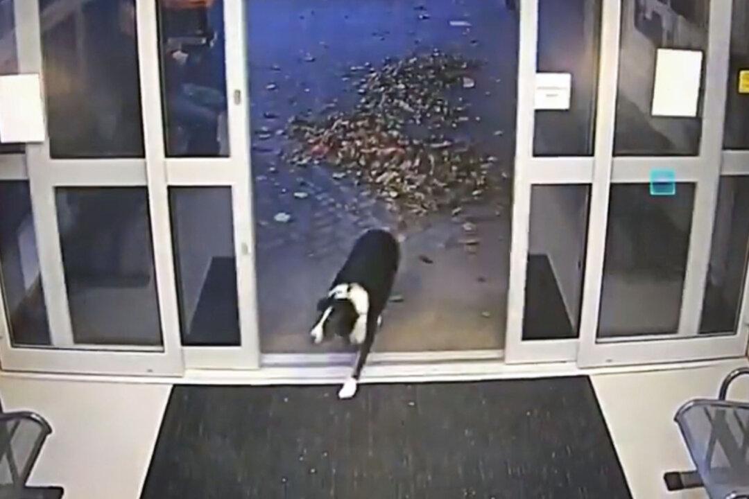 VIDEO: ‘Clever’ Border Collie Hands Herself In at a Local Police Station After She Goes Missing